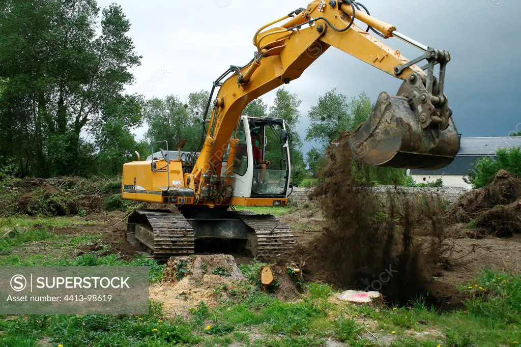 Removal of tree roots with a mechanical shovel