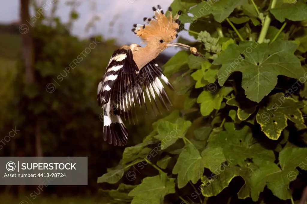 Hoopoe in flight with prey in its beak France