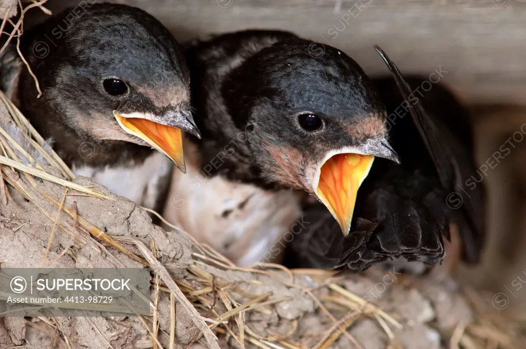 Young Swallows stack hungry nest France
