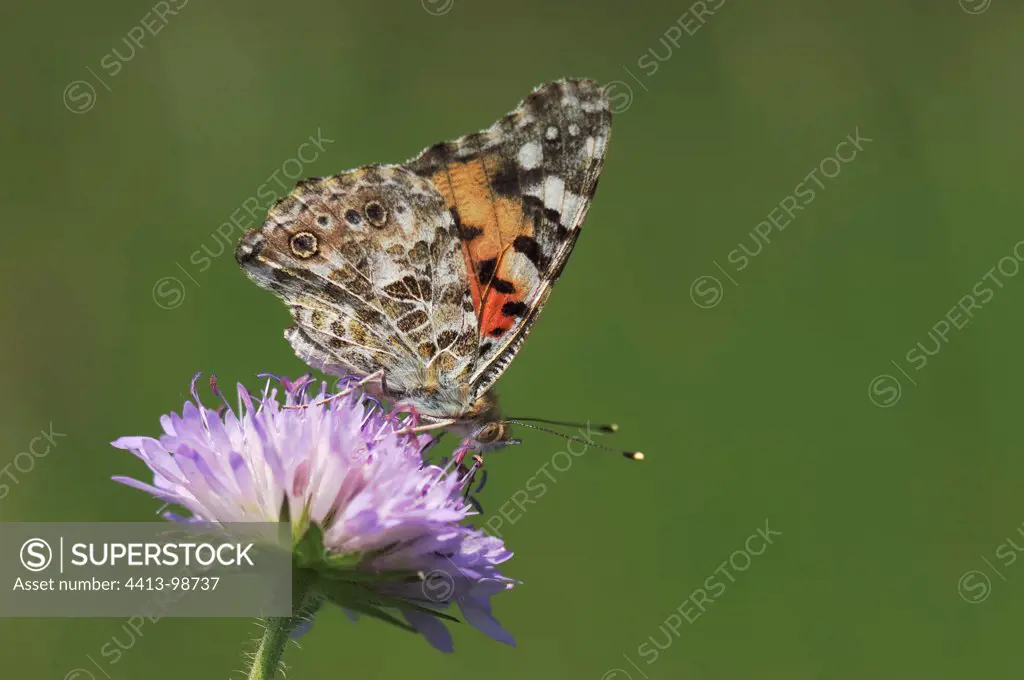 Painted Lady on a flower France