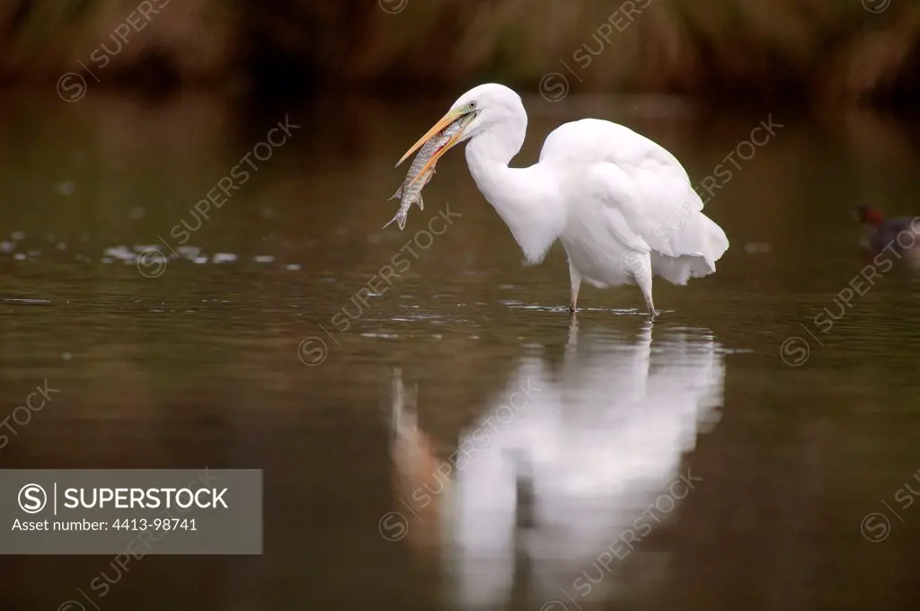 Great Egret swallowing a pike in a river France