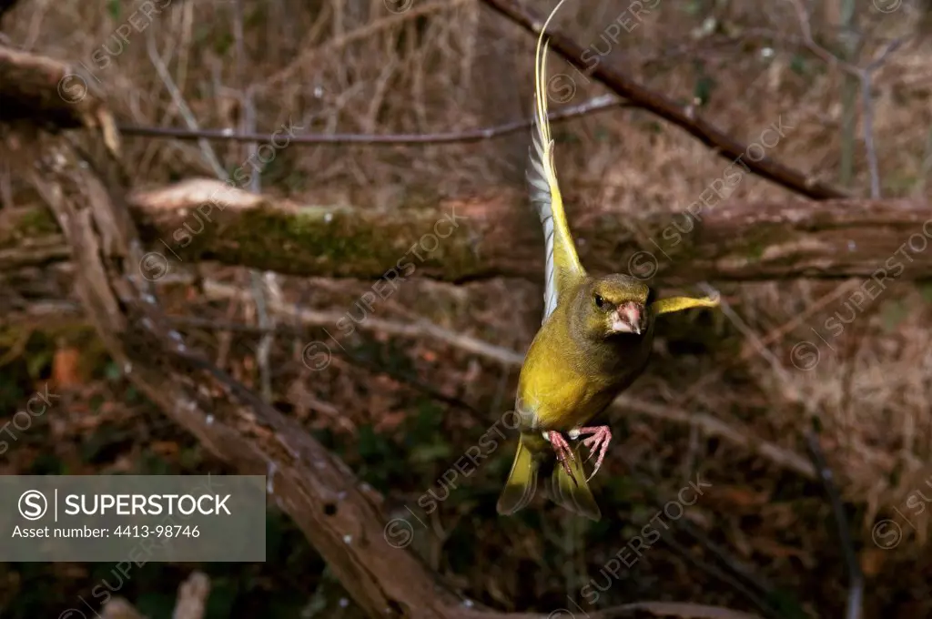 Greenfinch in flight France