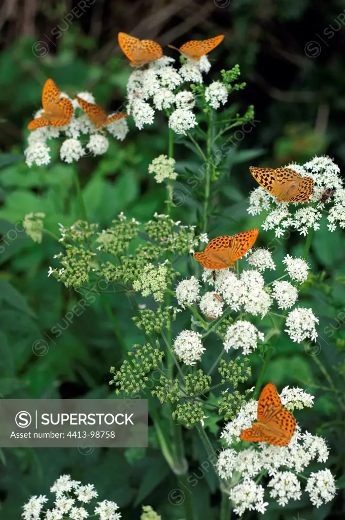 Silver-washed Fritillaries on umbels France