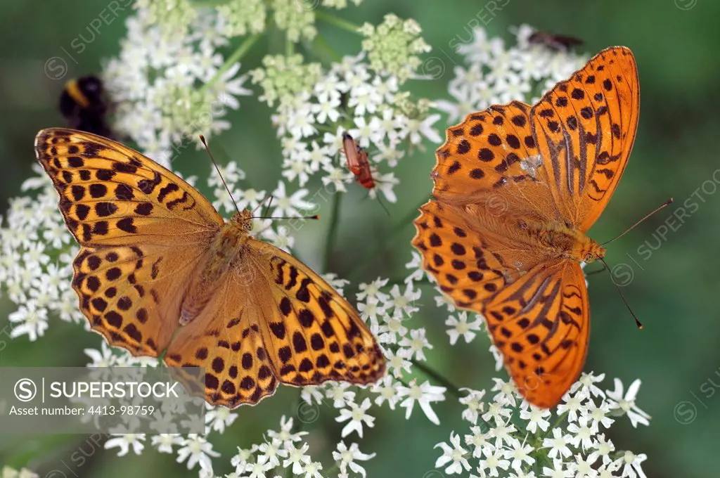 Silver-washed Fritillaries on an umbel France