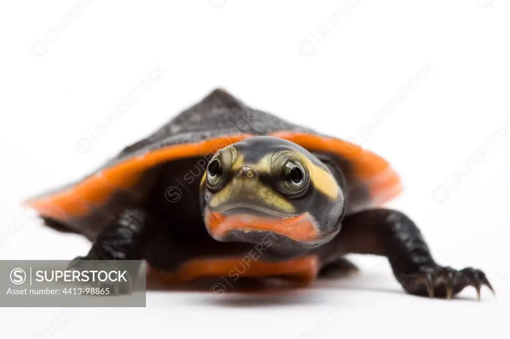 Red-billed short-necked turtle in studio