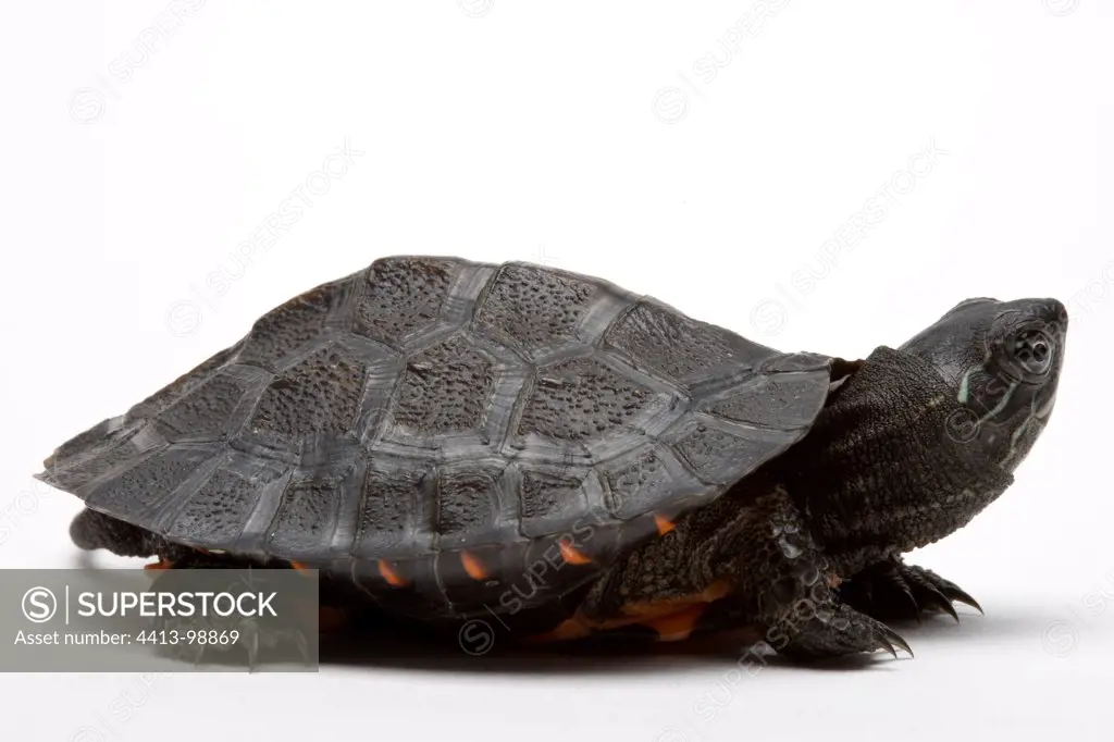 Red-necked Pond Turtle from China in studio