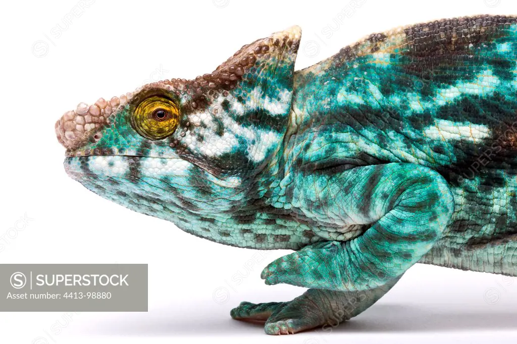 Parson's giant chameleon from Madagascar in studio