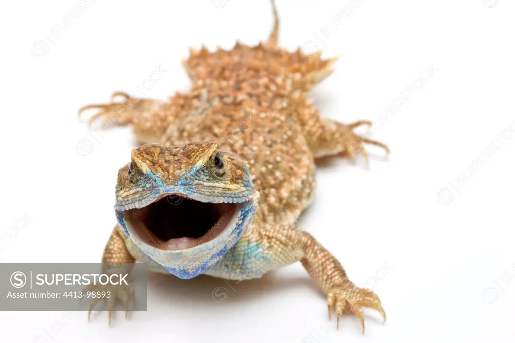 Dwarf Shield Tailed Agama from Ethiopia in studio
