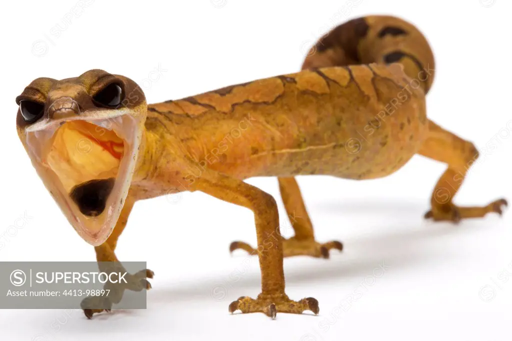 Cat gecko from Malaysia in studio