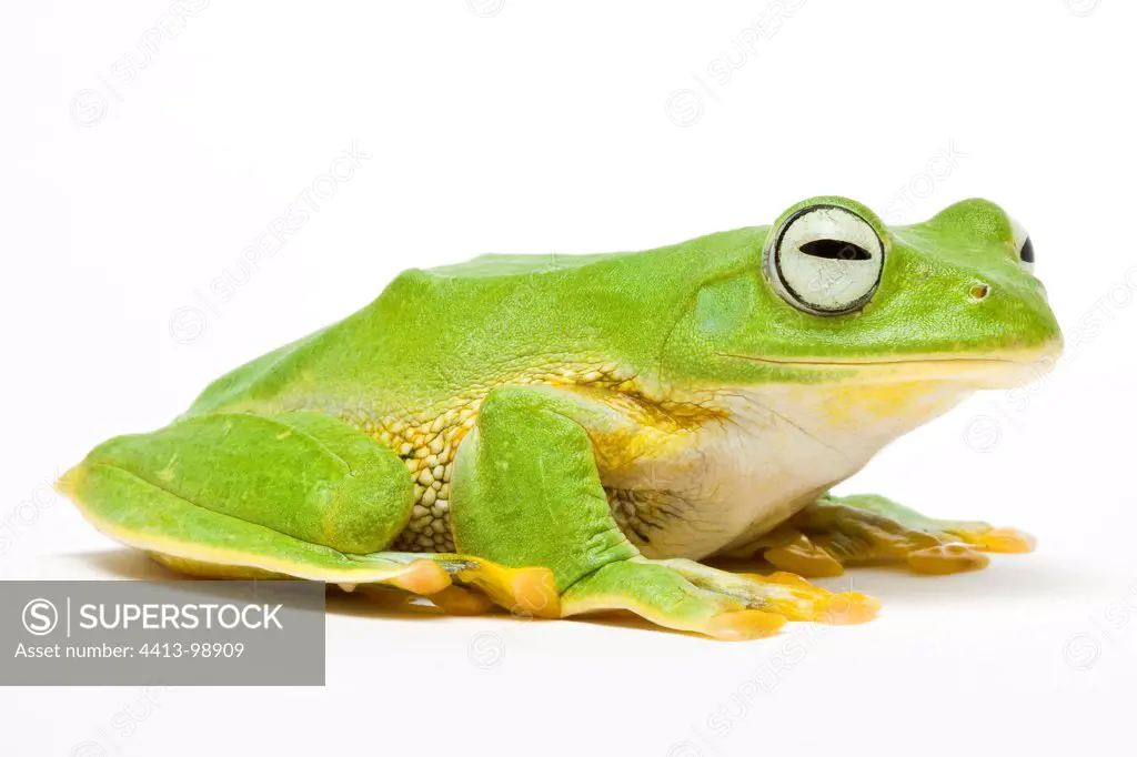 Reinwardt's Tree Frog from Indonesia in studio
