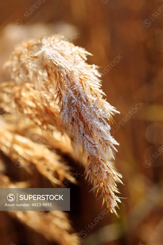 Frost on a cheeck of Reed Vaucluse France