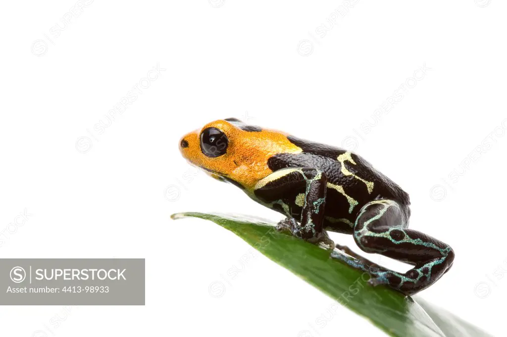 Red-headed Poison Frog from Peru