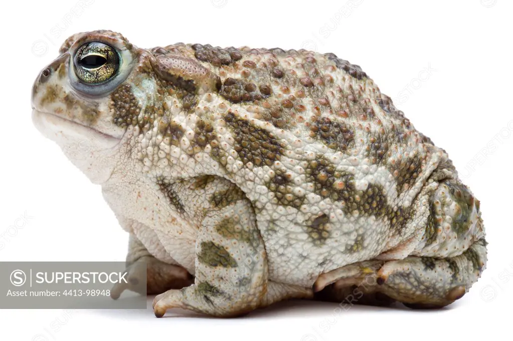 Great Plains Toad in studio