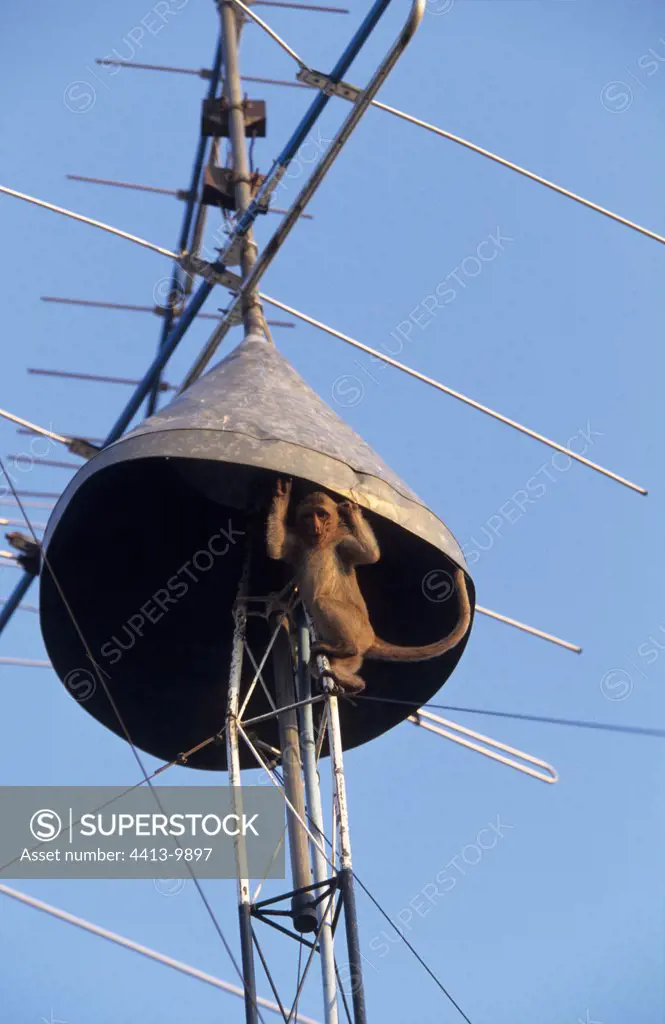 Long tailed macaque on an antenna Lopburi Thailand