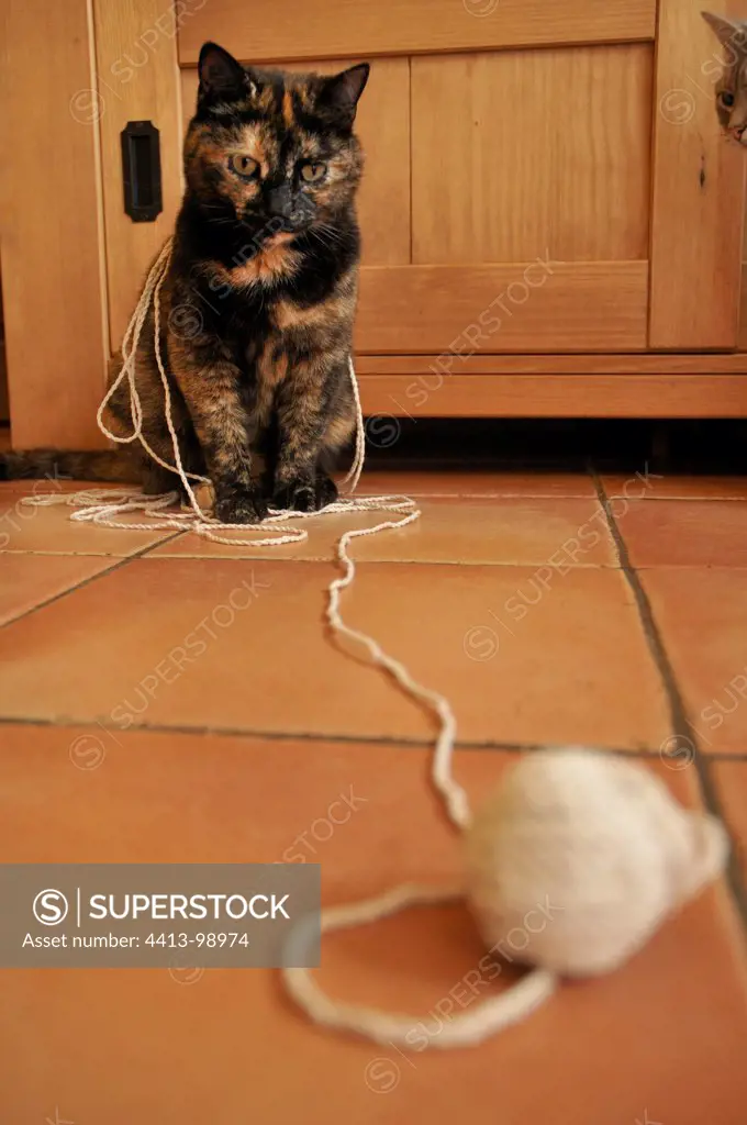 Cat playing with a spool of thread France