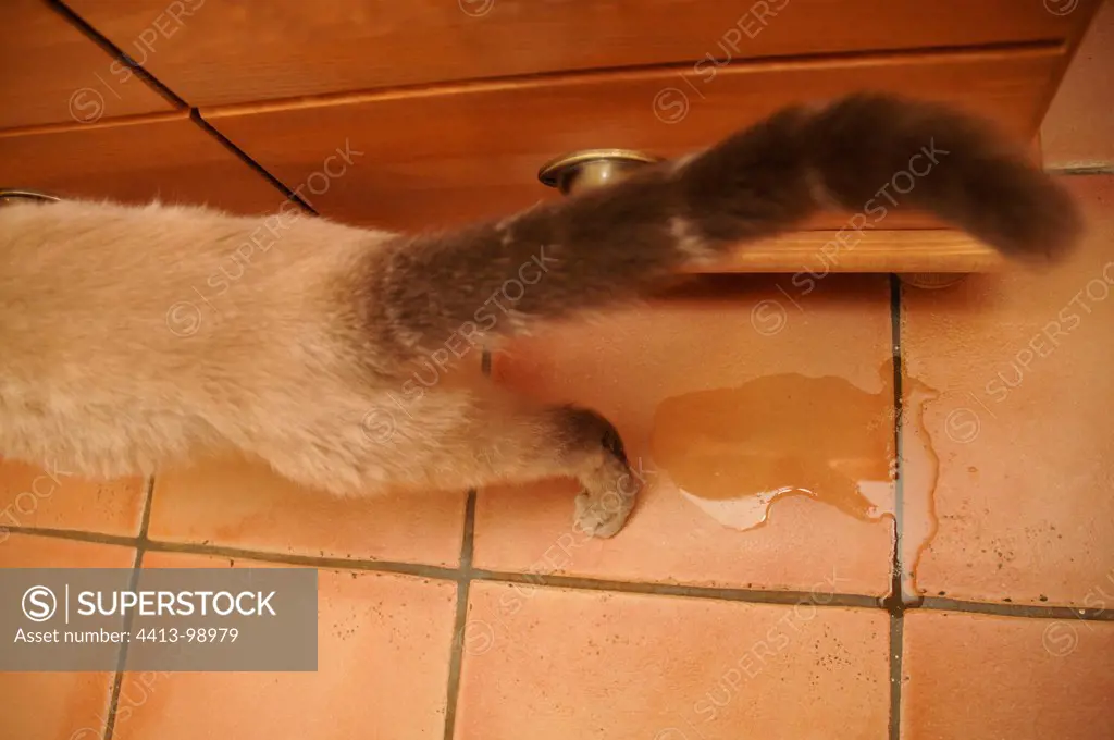 Cat from urinating beside a piece of furniture inside