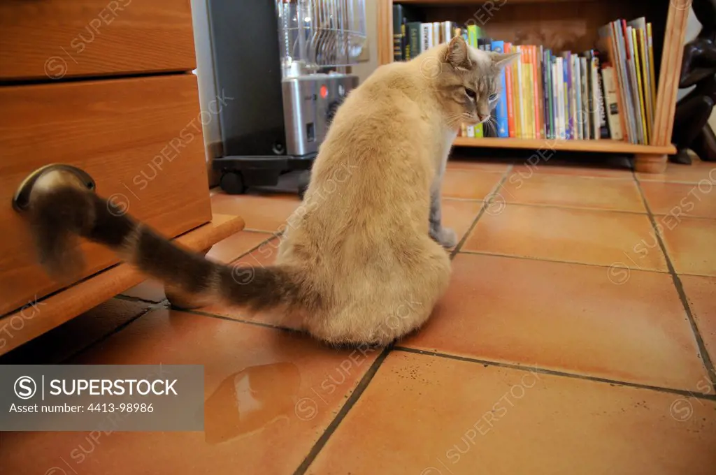 Cat urinating near a piece of furniture inside France