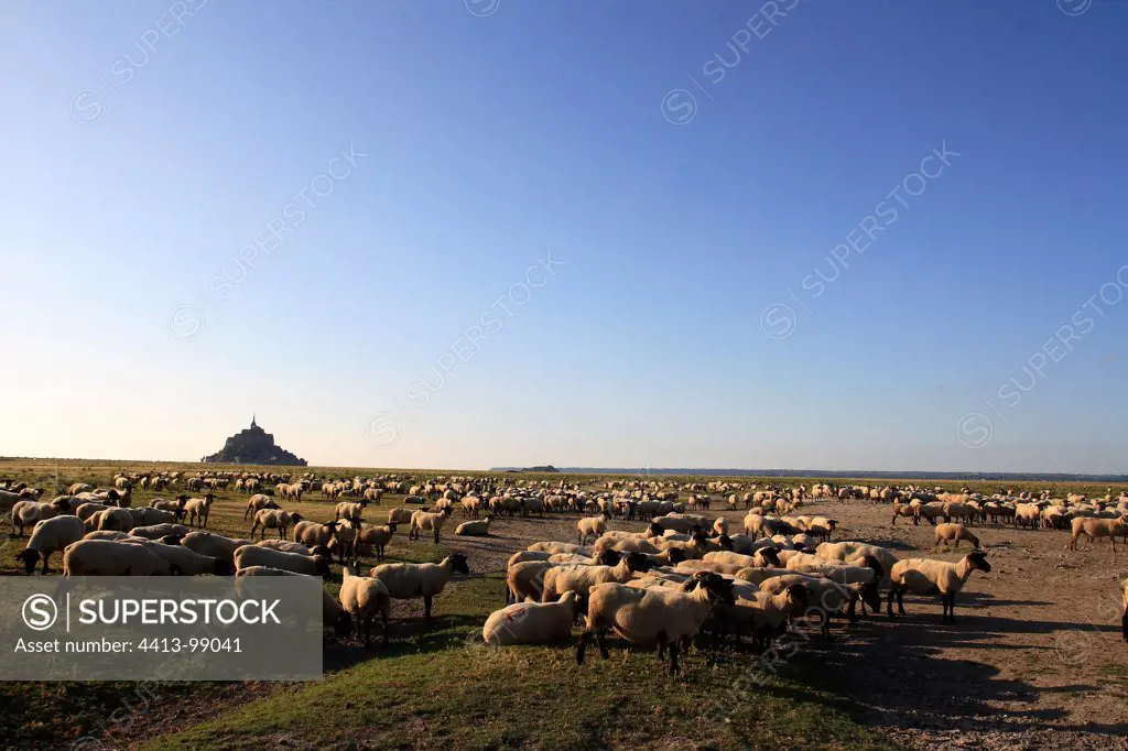 Sheep pre-salted in the bay of Mont Saint-Michel France