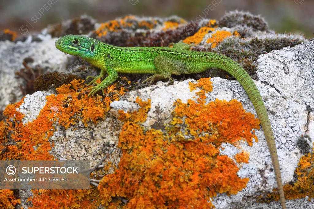 Green Lizard on the rocks