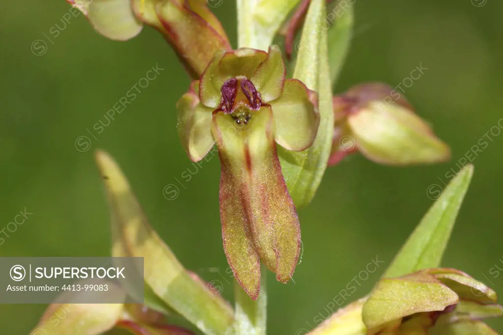 Close up of a Frog orchid