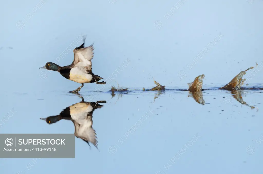 Tufted duck running on water to fly