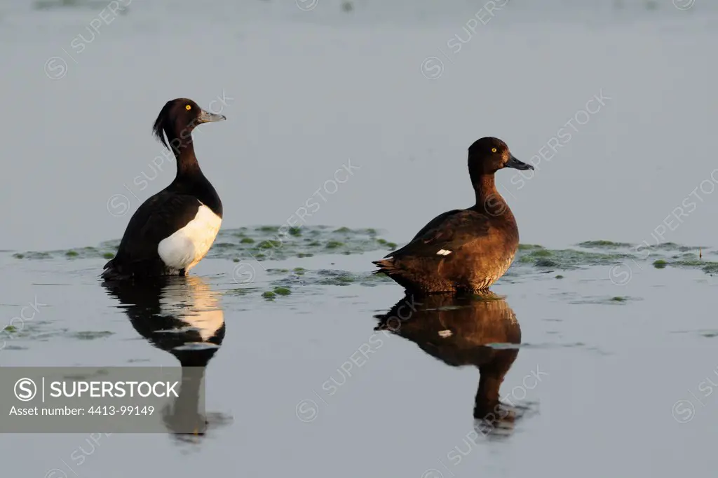 Couple of tufted ducks in water
