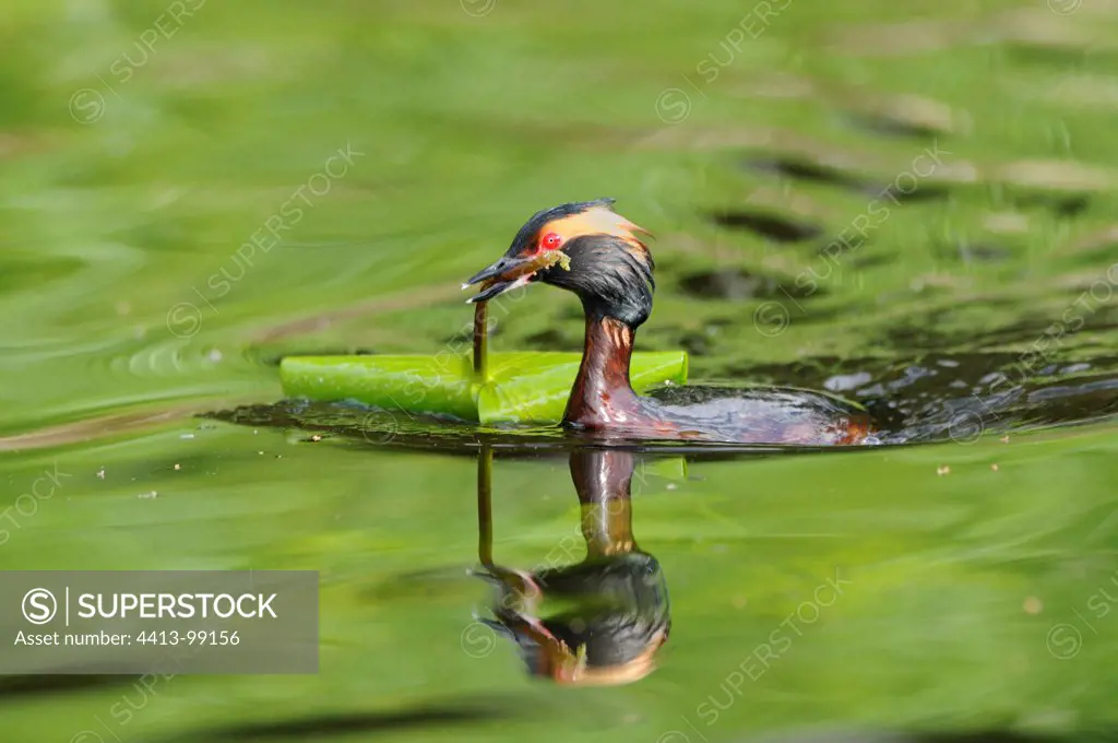 Horned Grebe pulling a lily pad Sweden