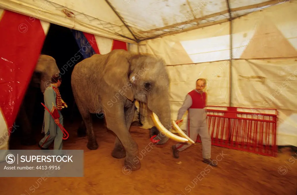 Entry in track of Asian elephants to the circus France