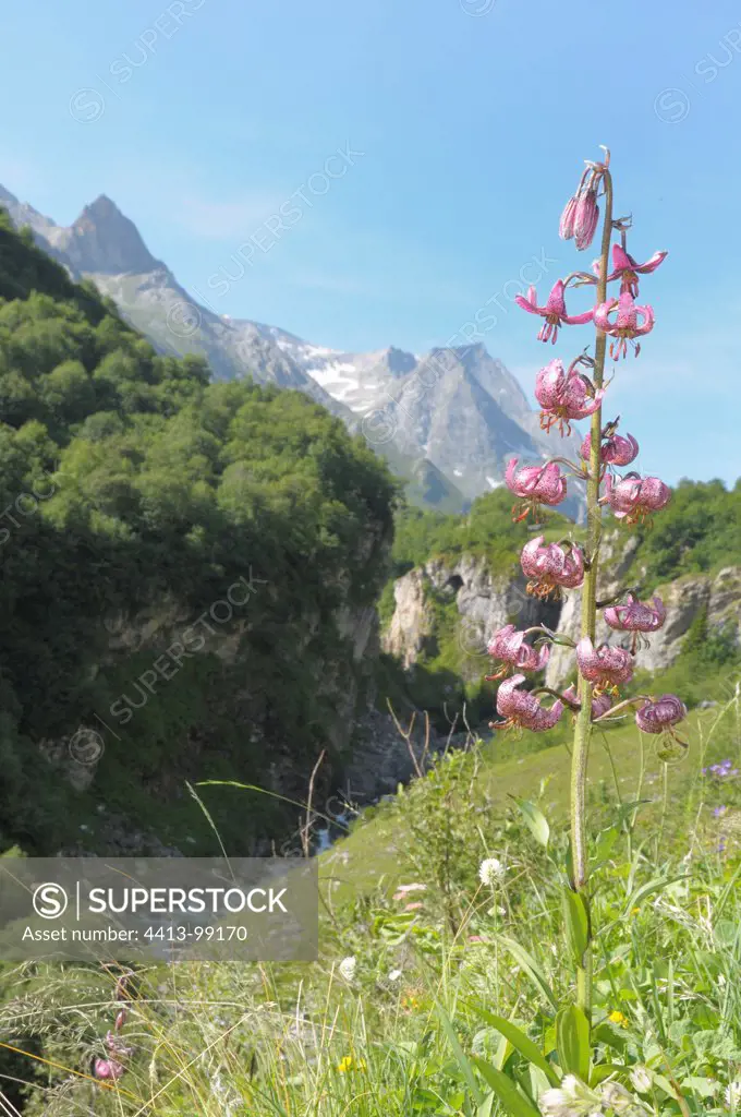 Martagon lilies in bloom and torrent Alps France