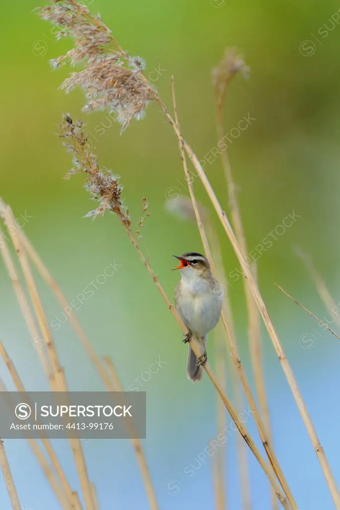 Sedge Warbler singing on a reed