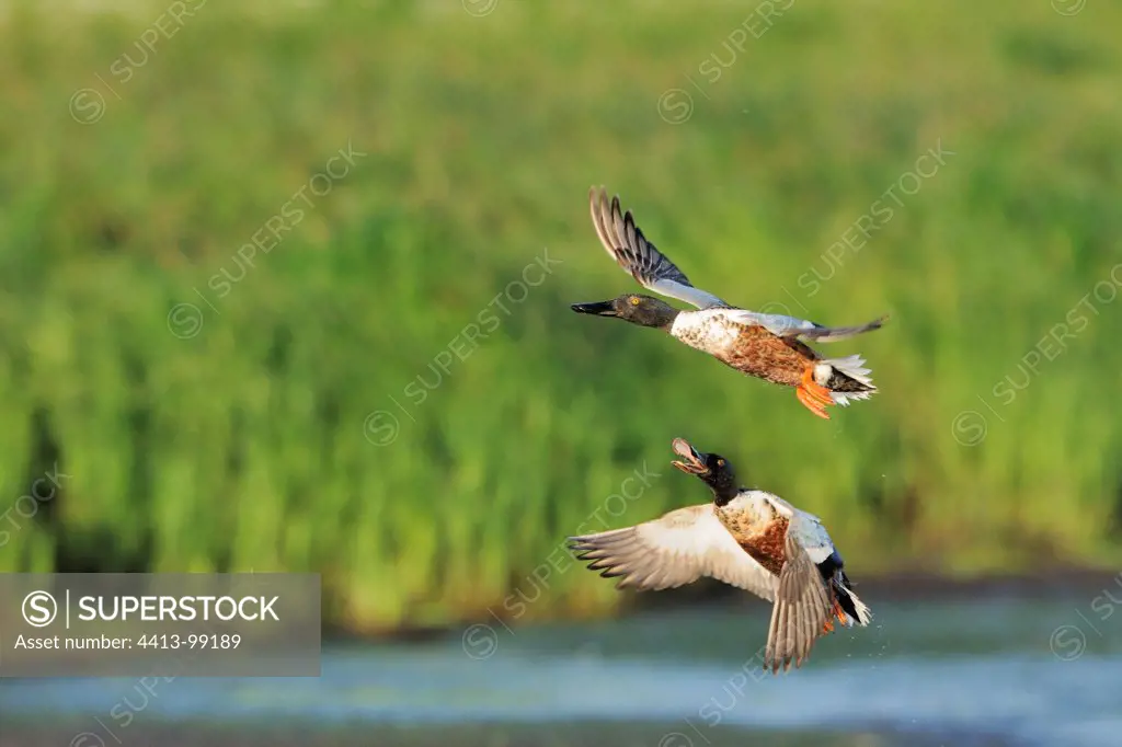 Shoveler ducks in flight