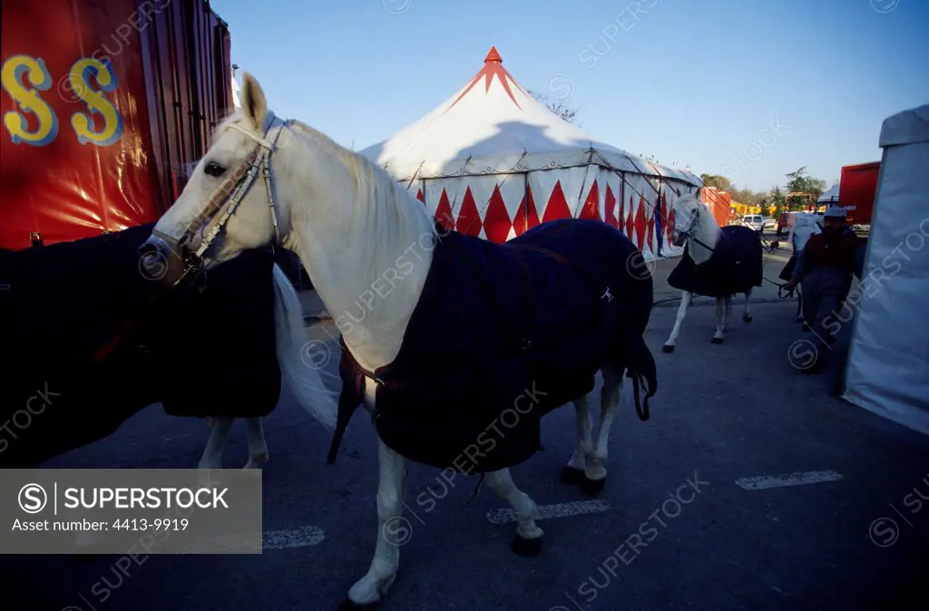 Spectacle horses to the circus France