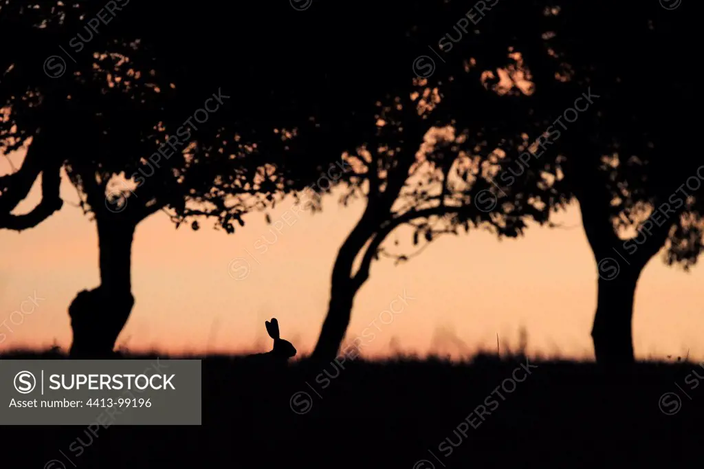 European Hare lurking in an orchard at dawn Vosges France