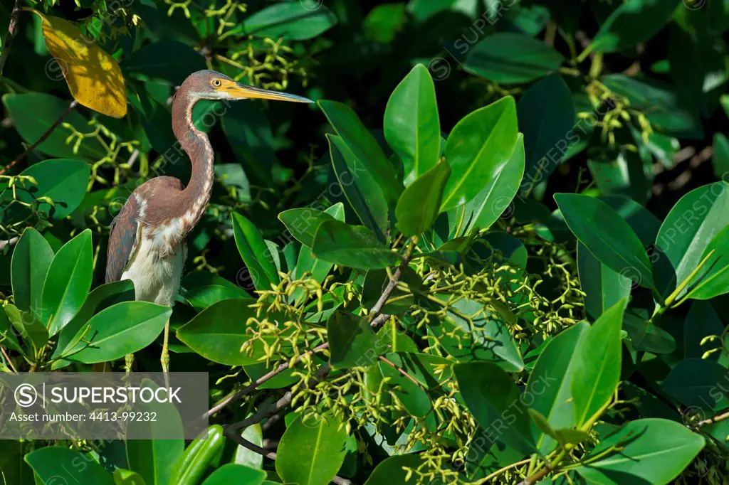 Tricoloured Heron in foliage in South America
