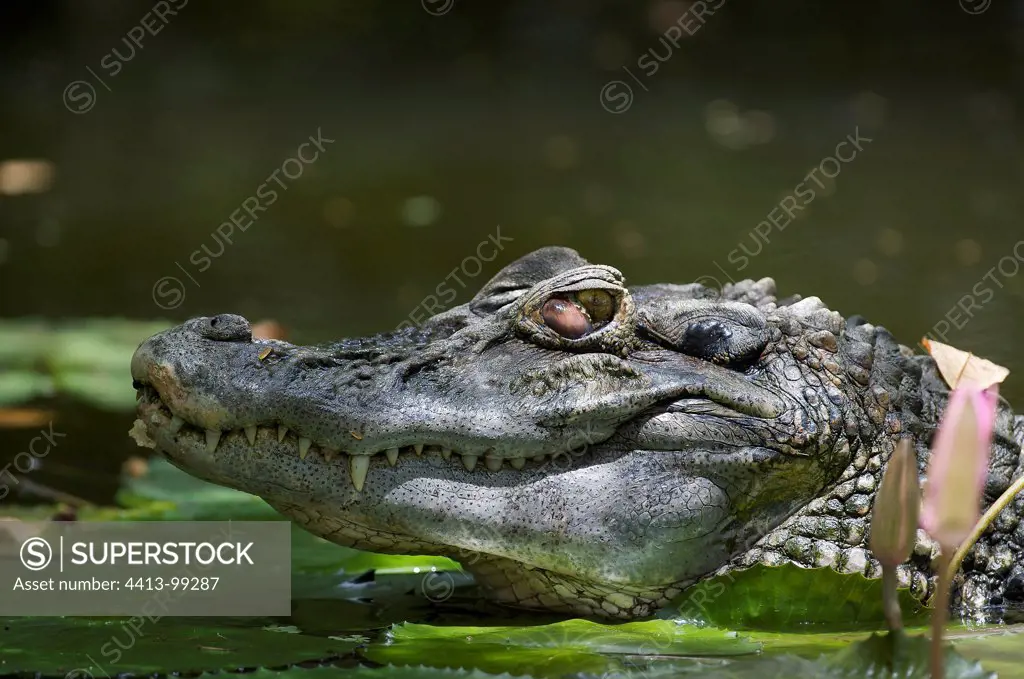 Portait of a Spectacled Caiman on water South America