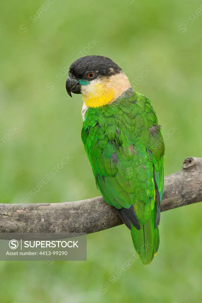 Black-headed Parrot on a branch South America