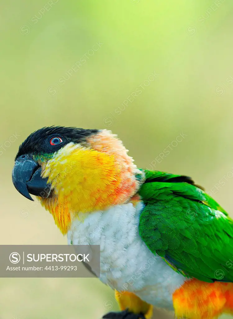 Portrait of a Black-headed Parrot South America
