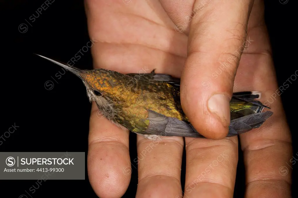 White-necked Jacobin held in the hands of one person