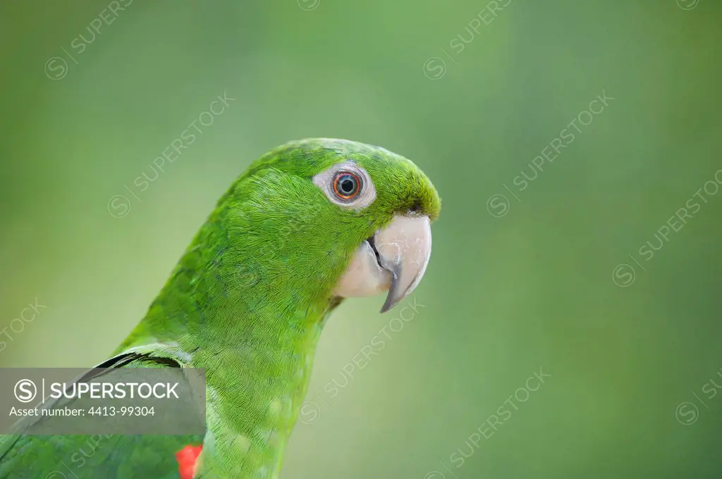Portrait of a White-eyed Parakeet South America