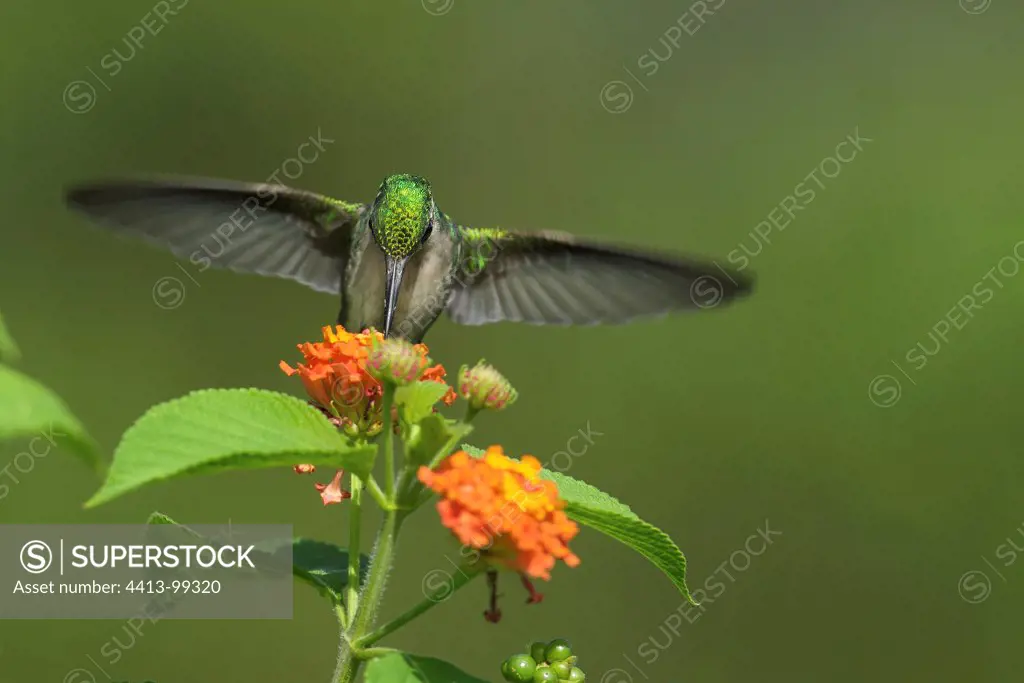 Blue-tailed Emerald pollinating a flower South America