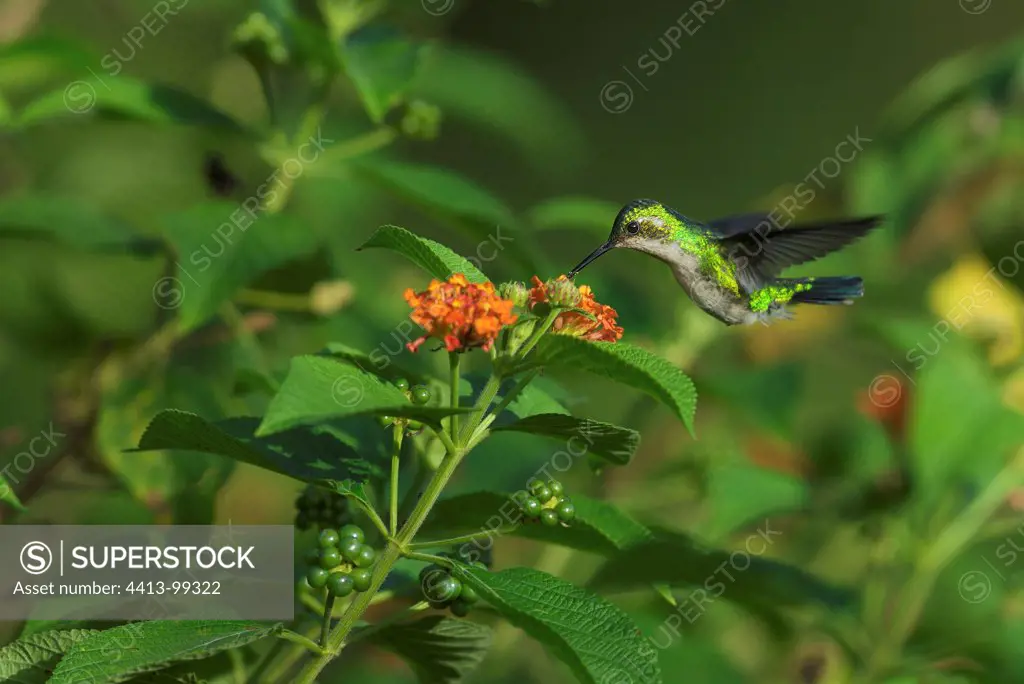Blue-tailed Emerald pollinating a flower South America