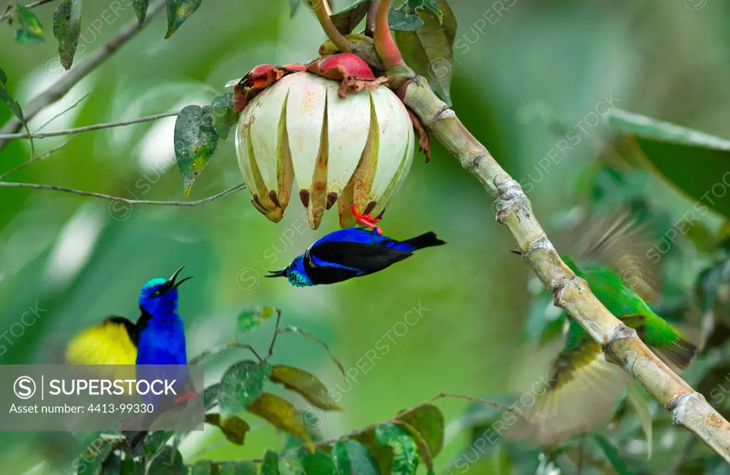 Red-legged Honeycreeper on a Clusia fruit French Guiana