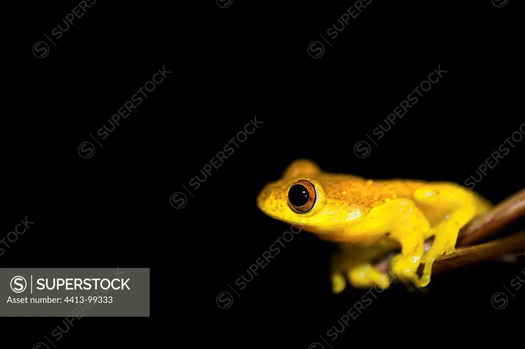 Lesser Treefrog in South America