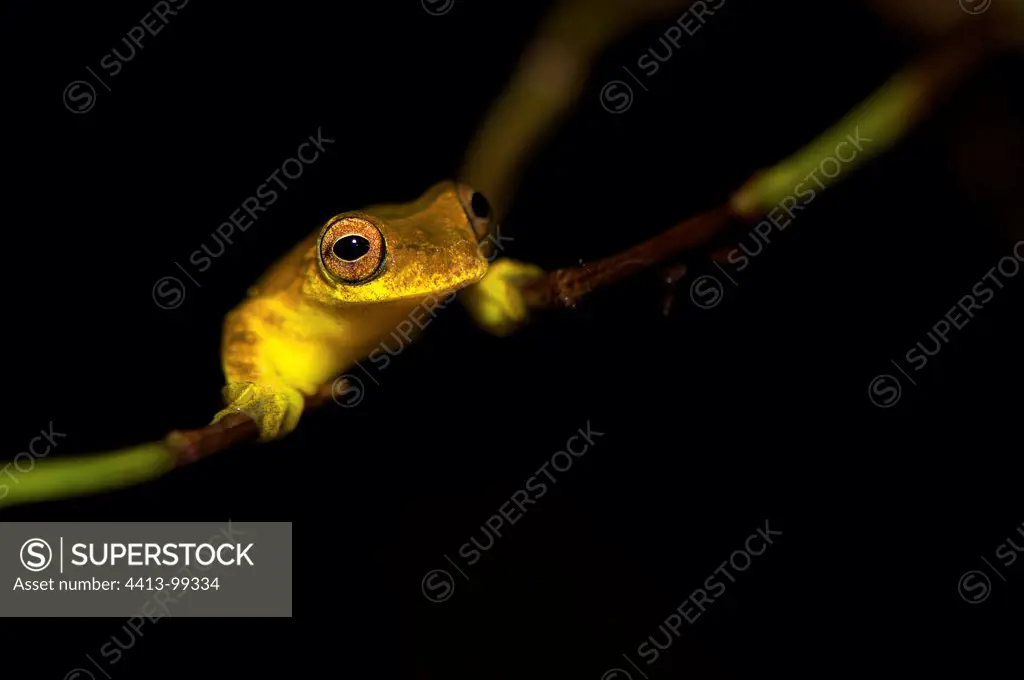 Lesser Treefrog in South America