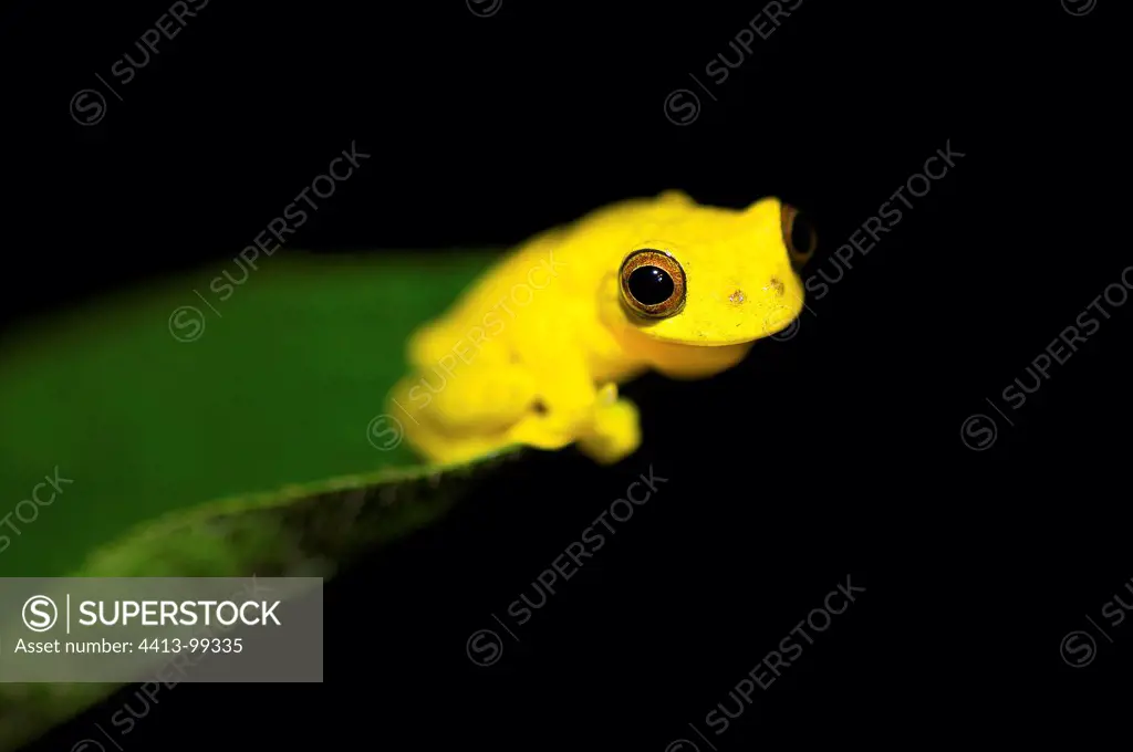 Lesser Treefrog on a leaf in South America