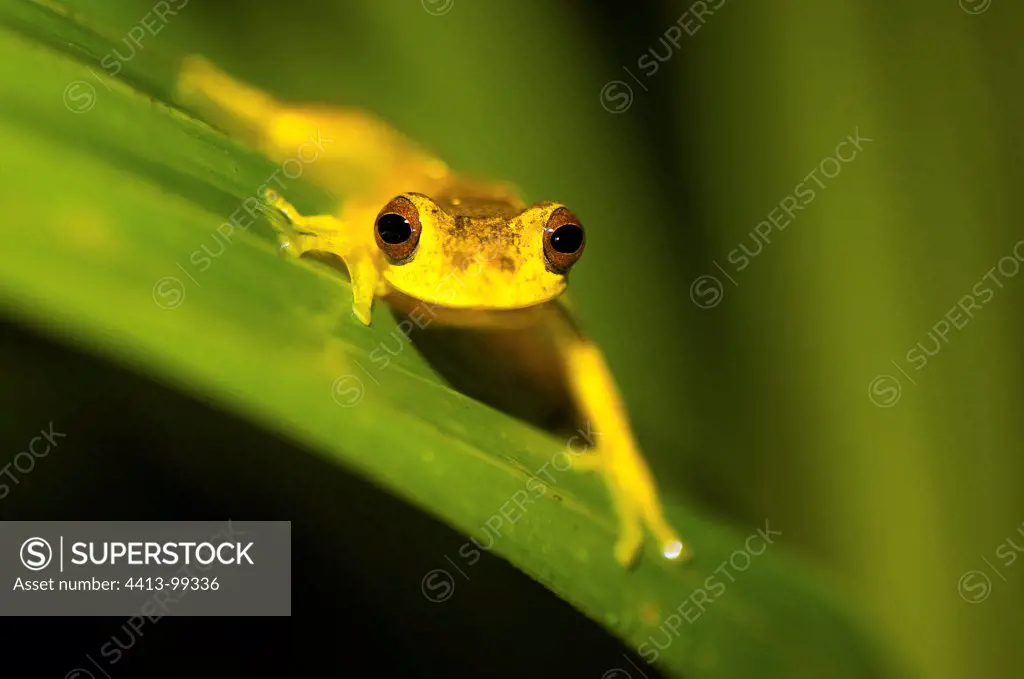 Lesser Treefrog on a leaf in South America