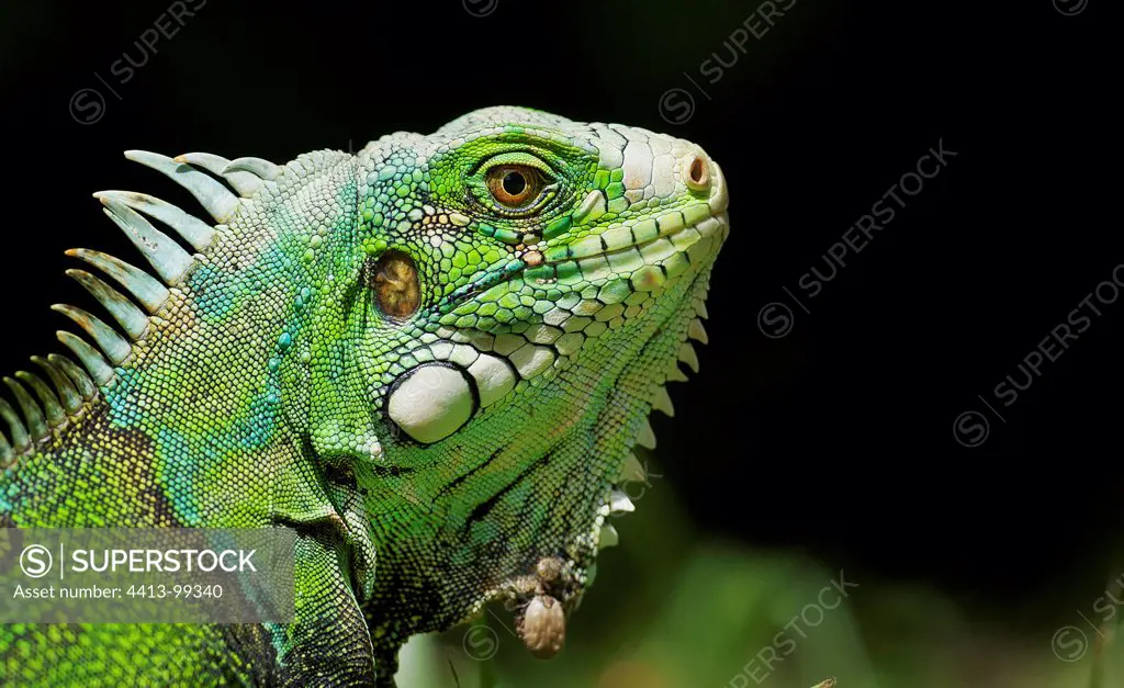 Portrait of a Common iguana South America