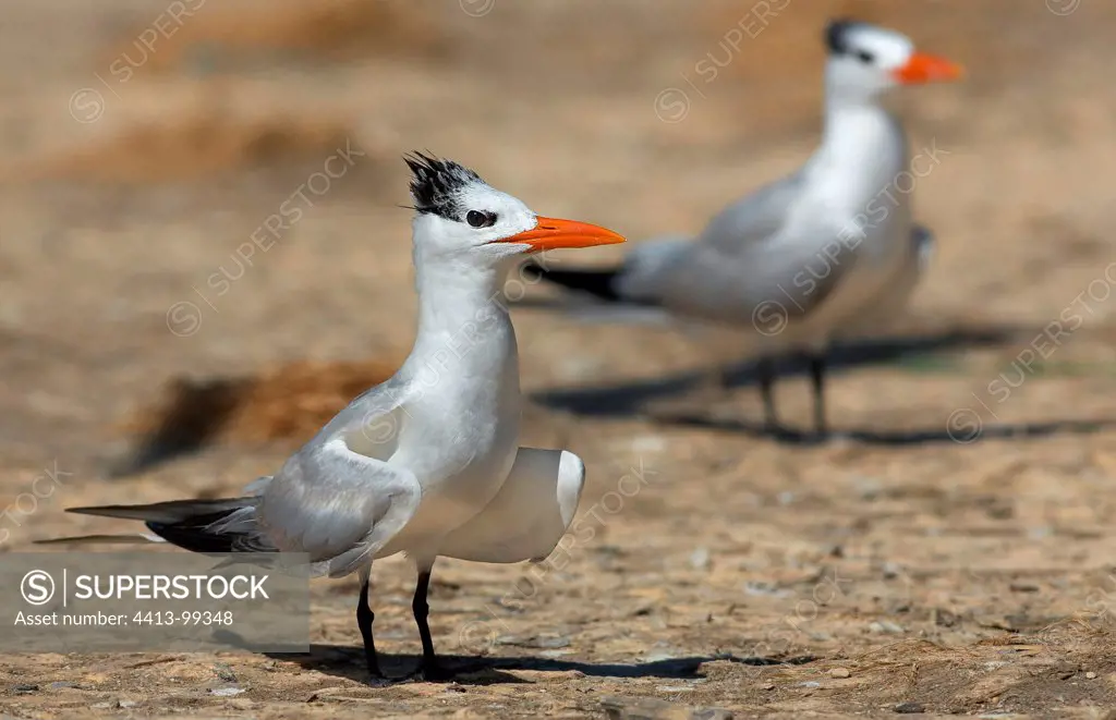 Two Royal Tern in South America