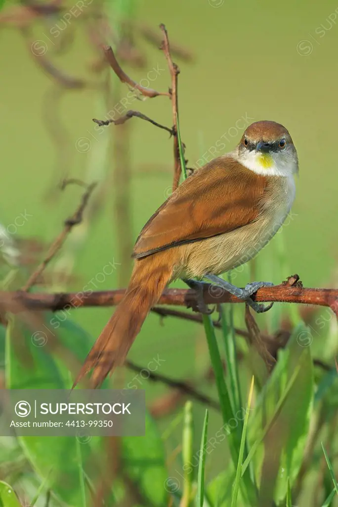 Yellow-chinned Spinetail on a branch South America