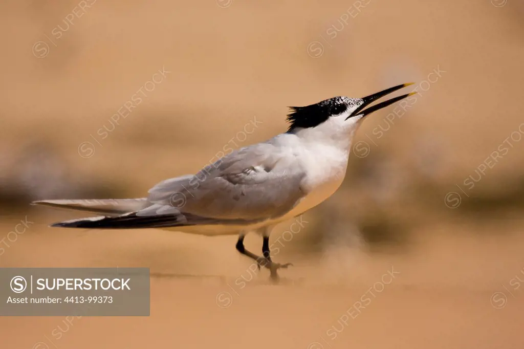Sandwich Tern stamping on the hot sand Banc d'Arguin France